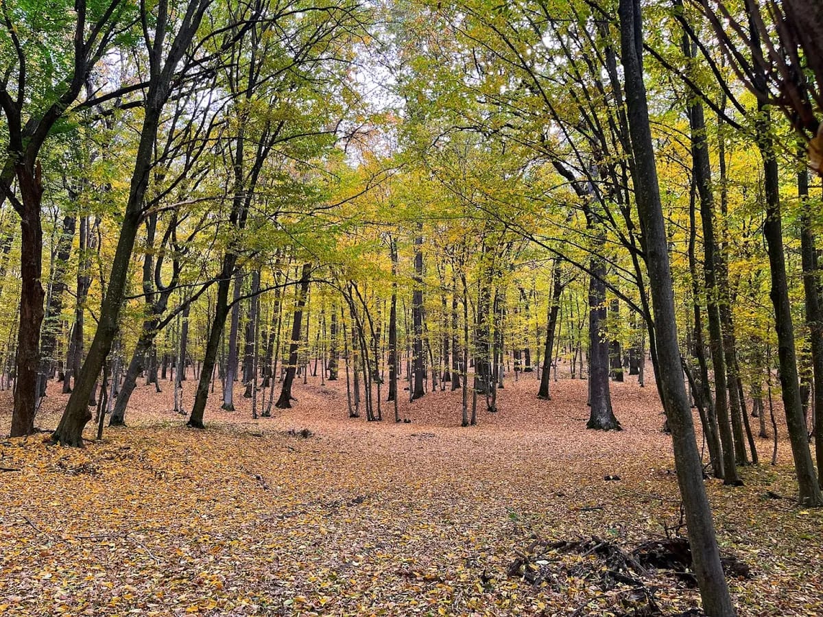 Rezervația Codrii
