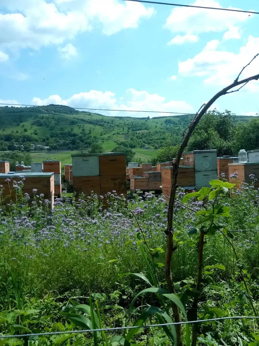 Raionul Călărași