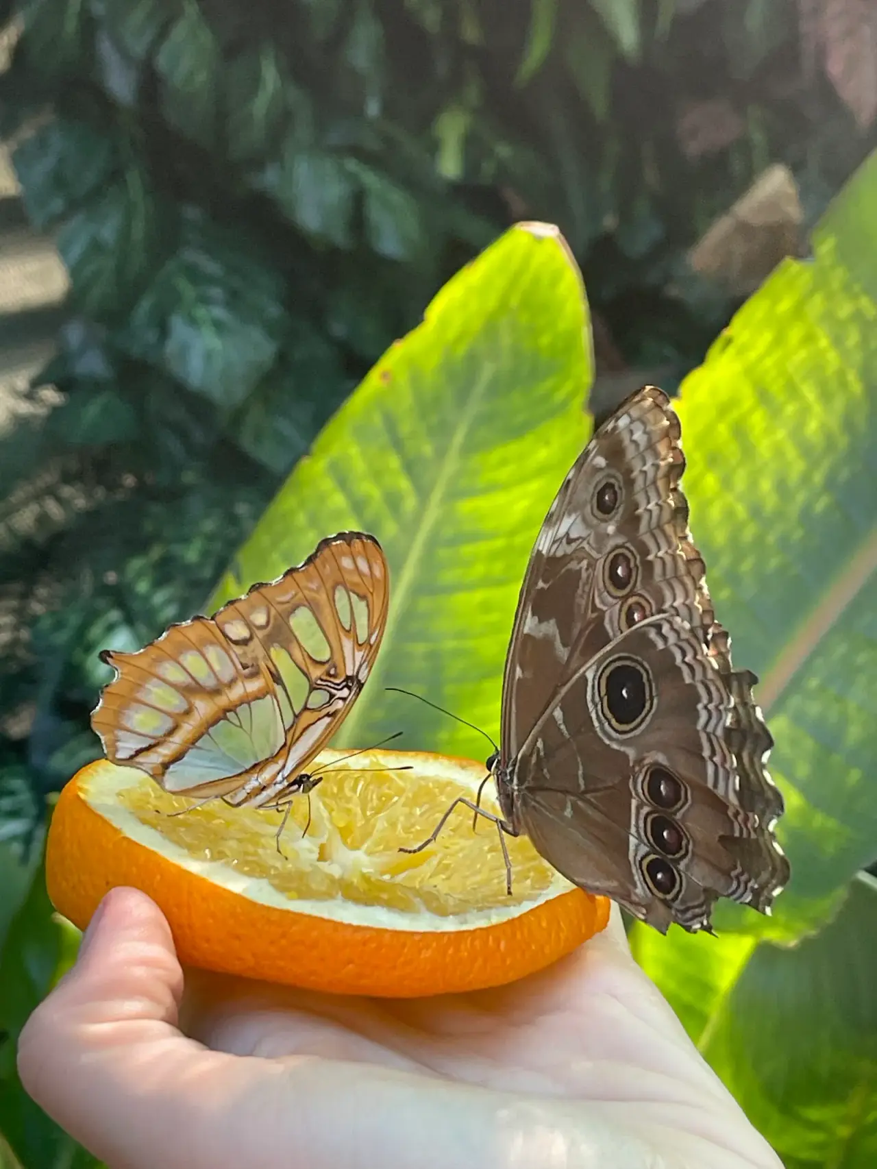 Befly Garden
