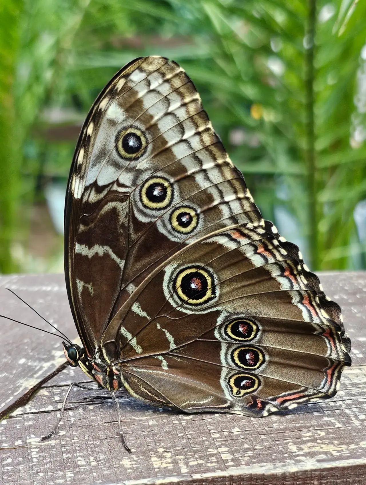 Befly Garden — fotografie 1