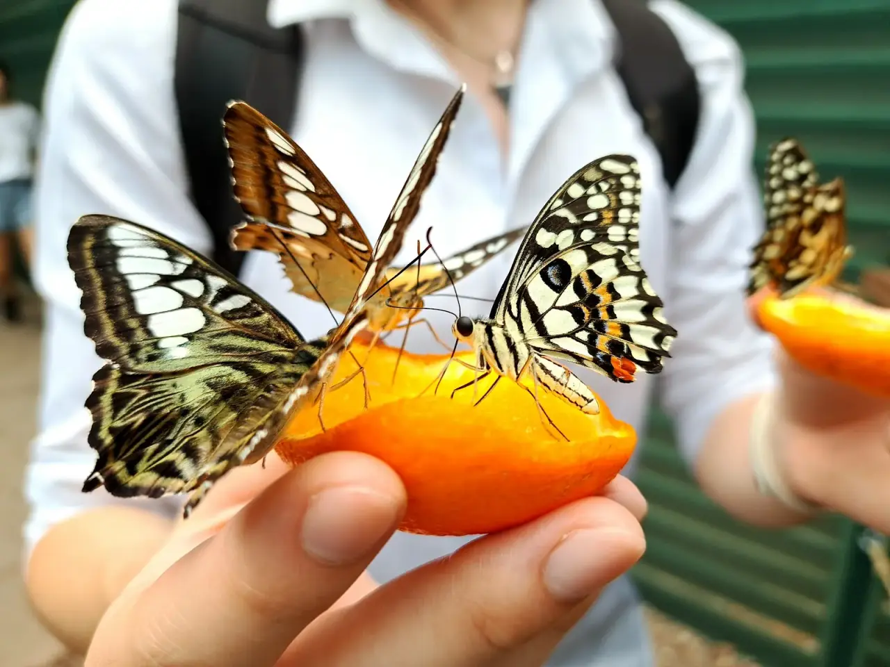 Befly Garden — fotografie 2