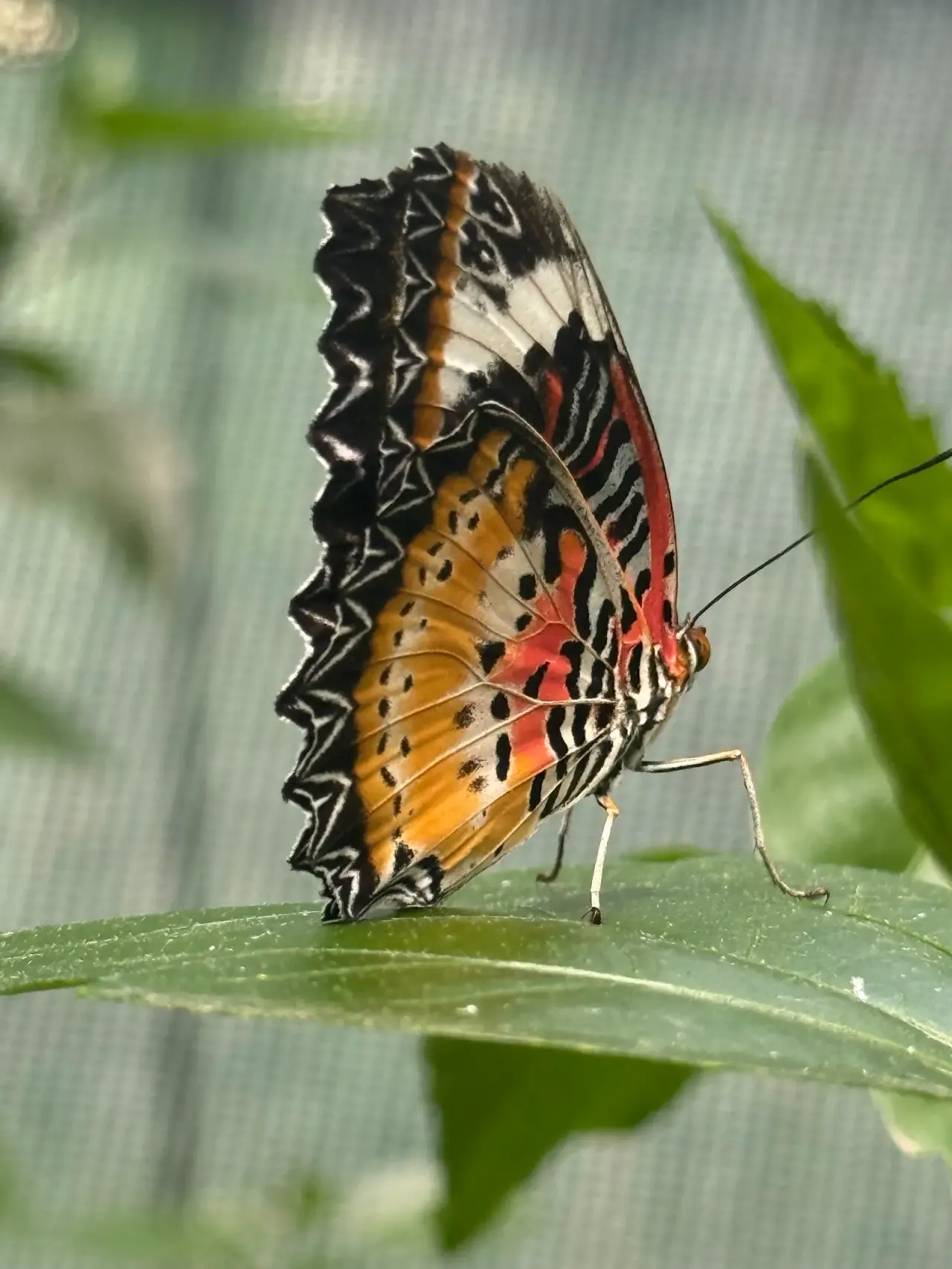Befly Garden — fotografie 3