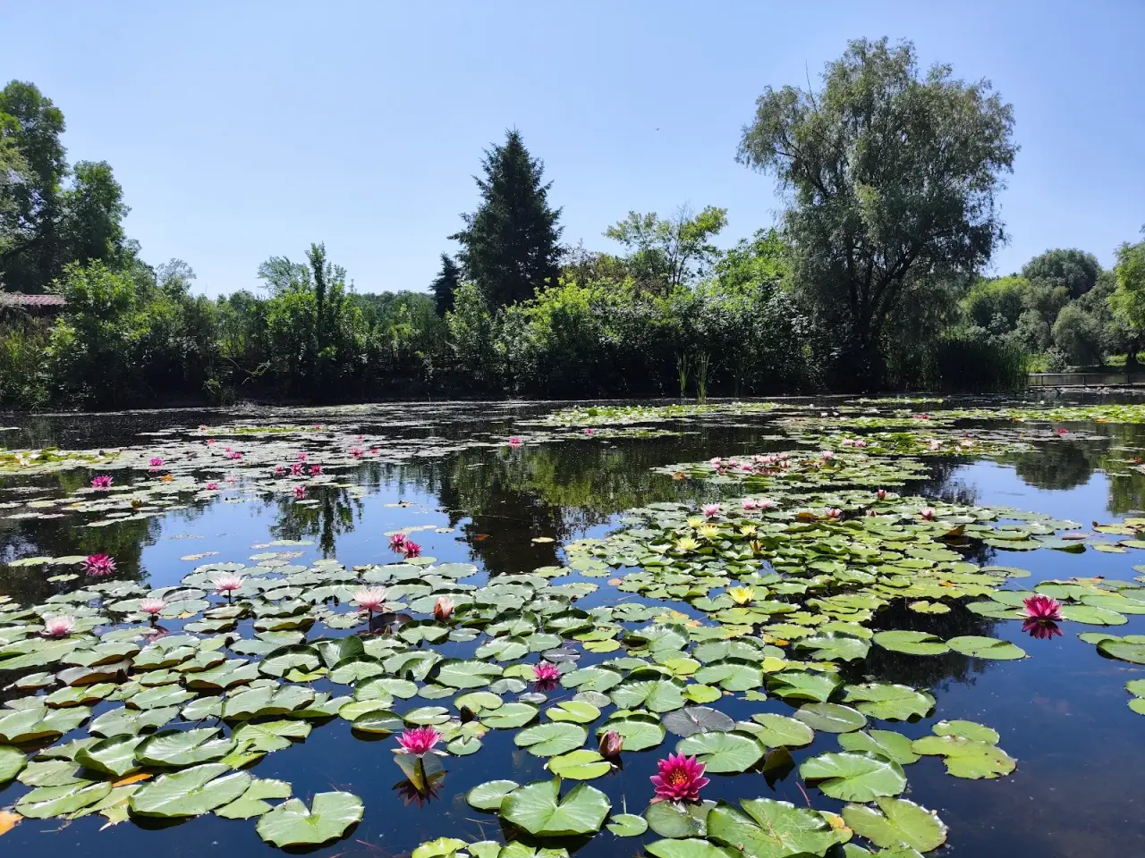 Grădina Botanică din Chișinău — fotografie 2