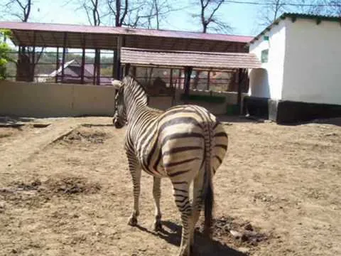 Grădina Zoologică din Chișinău (Chișinău Zoo) — fotografie 2