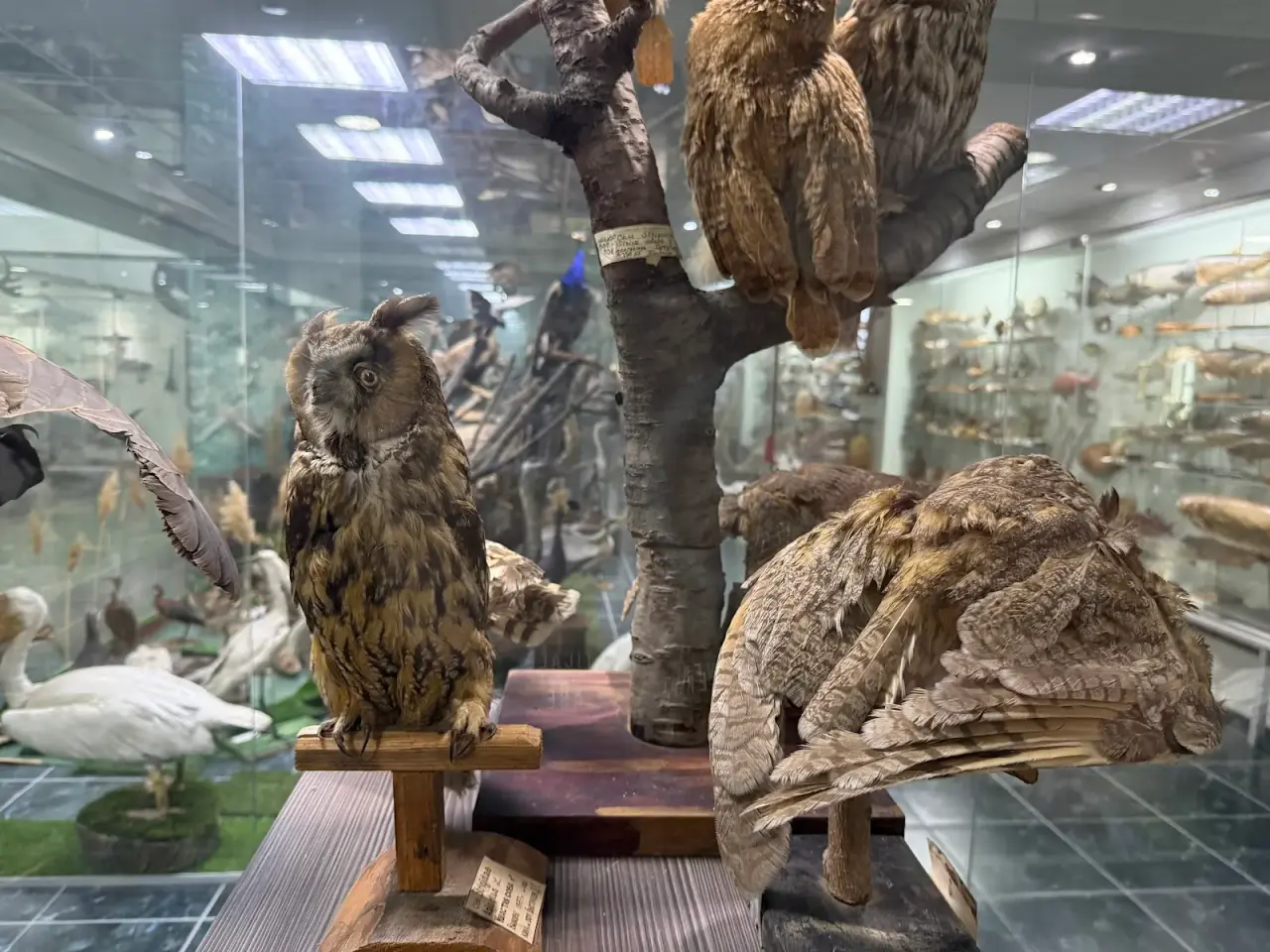 Muzeul Universității de Stat din Moldova (Moldova State University Museum) — fotografie 2