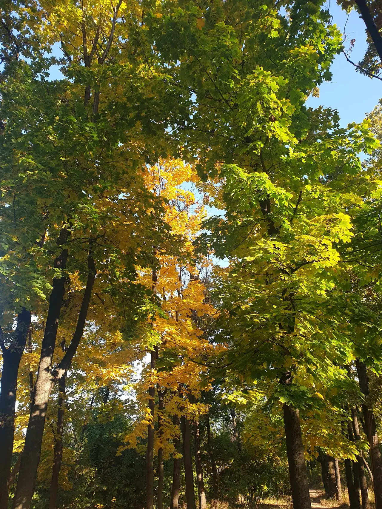 Pădurea-Parc „Calea Orheiului” — fotografie 1