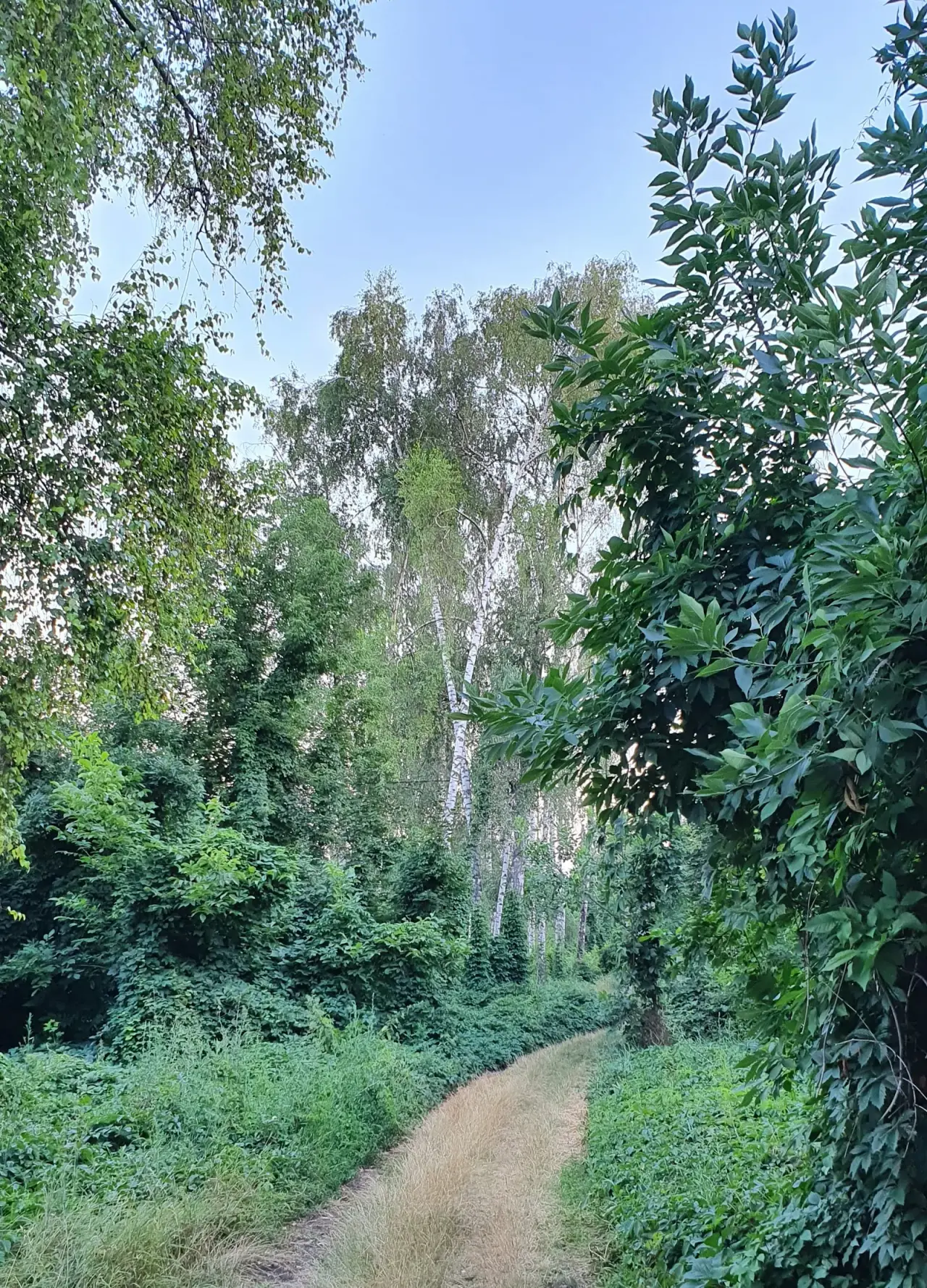 Pădurea-Parc „Calea Orheiului” — fotografie 2